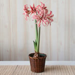  Amaryllis 'Doublet,' one bulb in woven basket