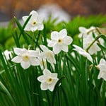  Narcissus 'Dainty Miss'