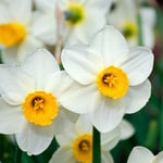  Narcissus 'Jack Sparrow'