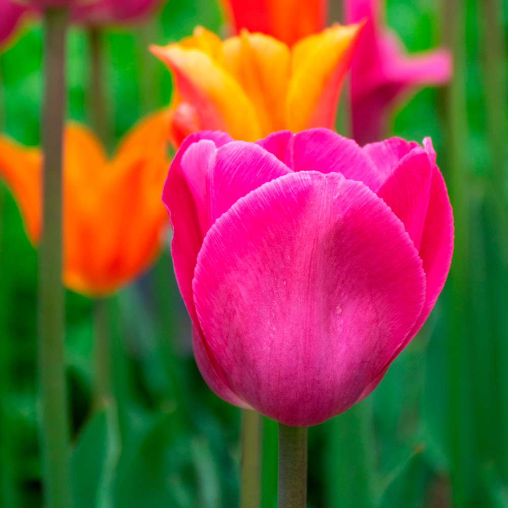 Tulip 'Barcelona' White Flower Farm