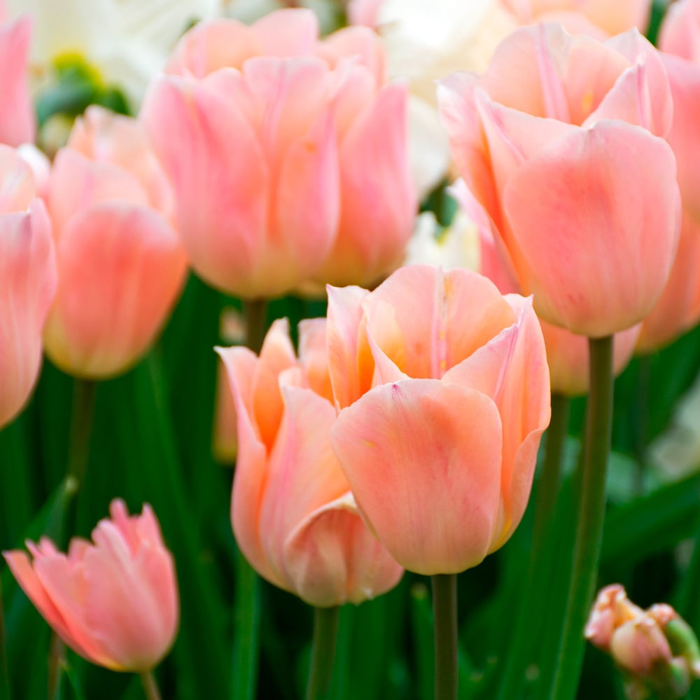 Tulip 'Apricot Beauty' White Flower Farm