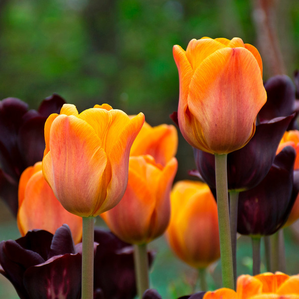 Tulip 'Cairo' White Flower Farm