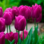  Tulip 'Purple Prince'