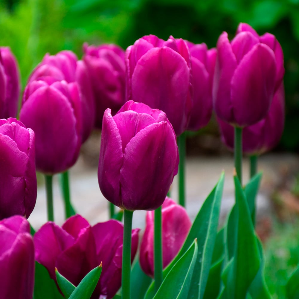 Purple Tulips Flowers For Sale Selling Clearance | setup.chambermaster.com