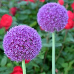  Allium giganteum