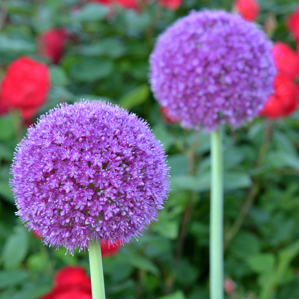 Allium giganteum