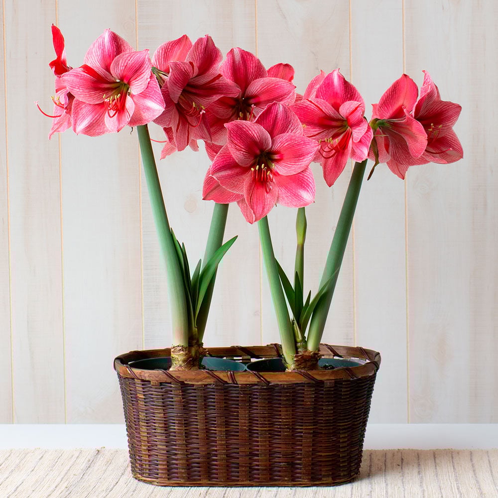 Amaryllis 'Fantasy,' two nursery pots in woven basket
