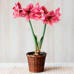  Amaryllis 'Fantasy,' one bulb in woven basket