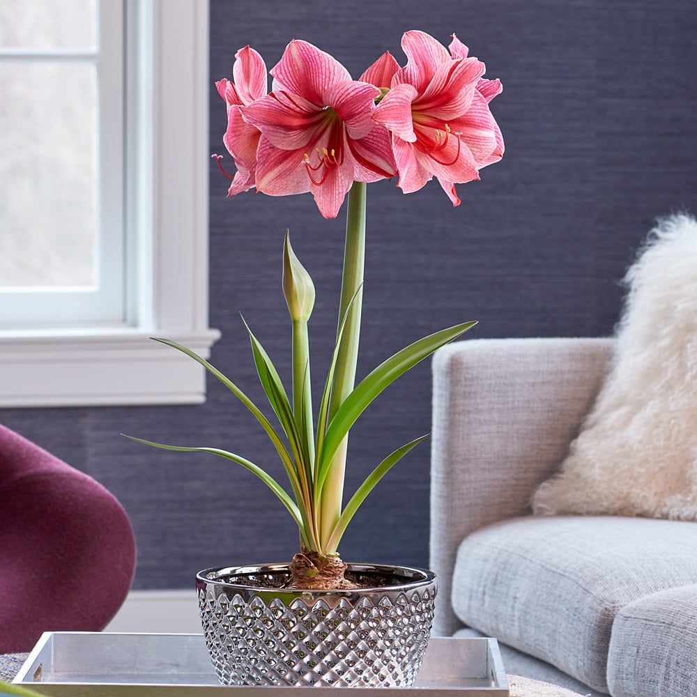 Amaryllis 'Fantasy,' one bulb and ceramic bowl kit