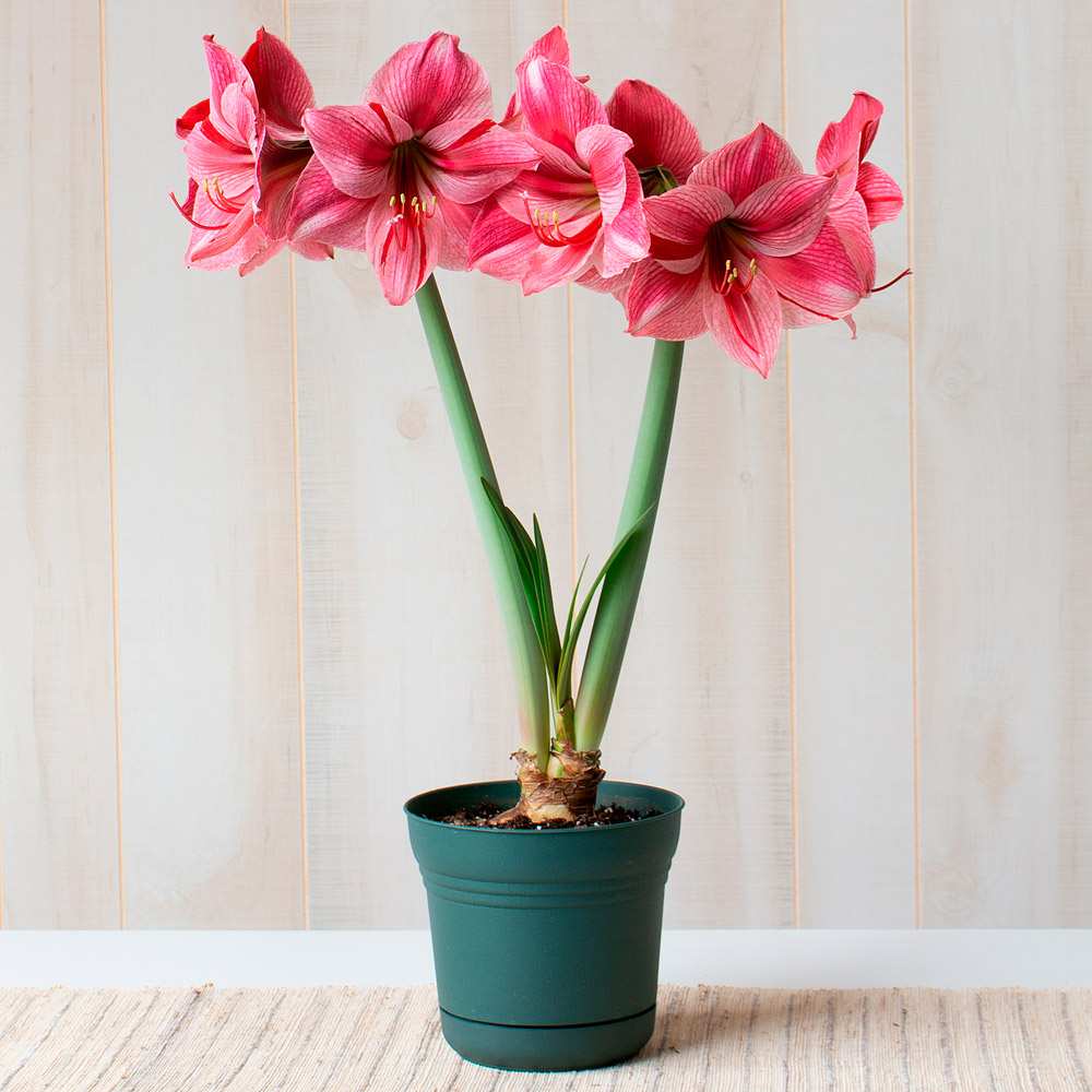 Amaryllis 'Fantasy'