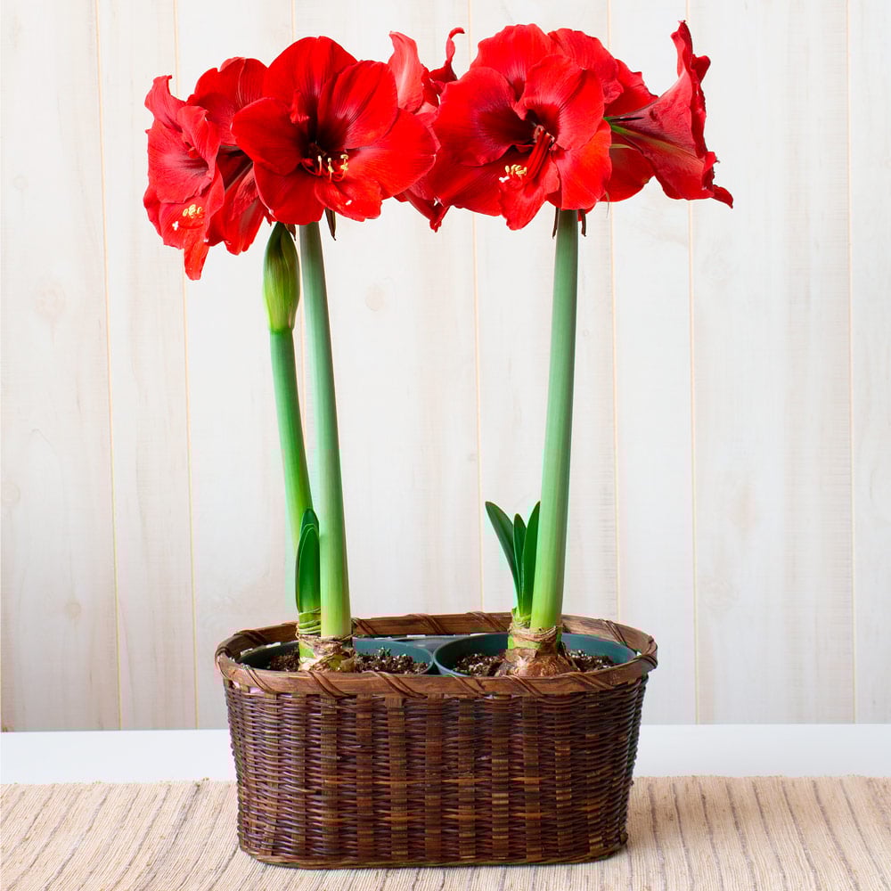 Amaryllis 'Ferrari' in Woven Basket
