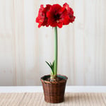  Amaryllis 'Ferrari,' one bulb in woven basket