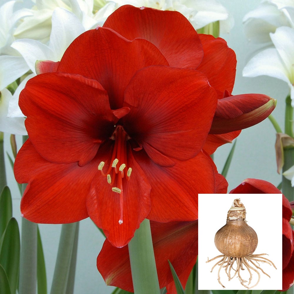 Amaryllis Ferrari White Flower Farm