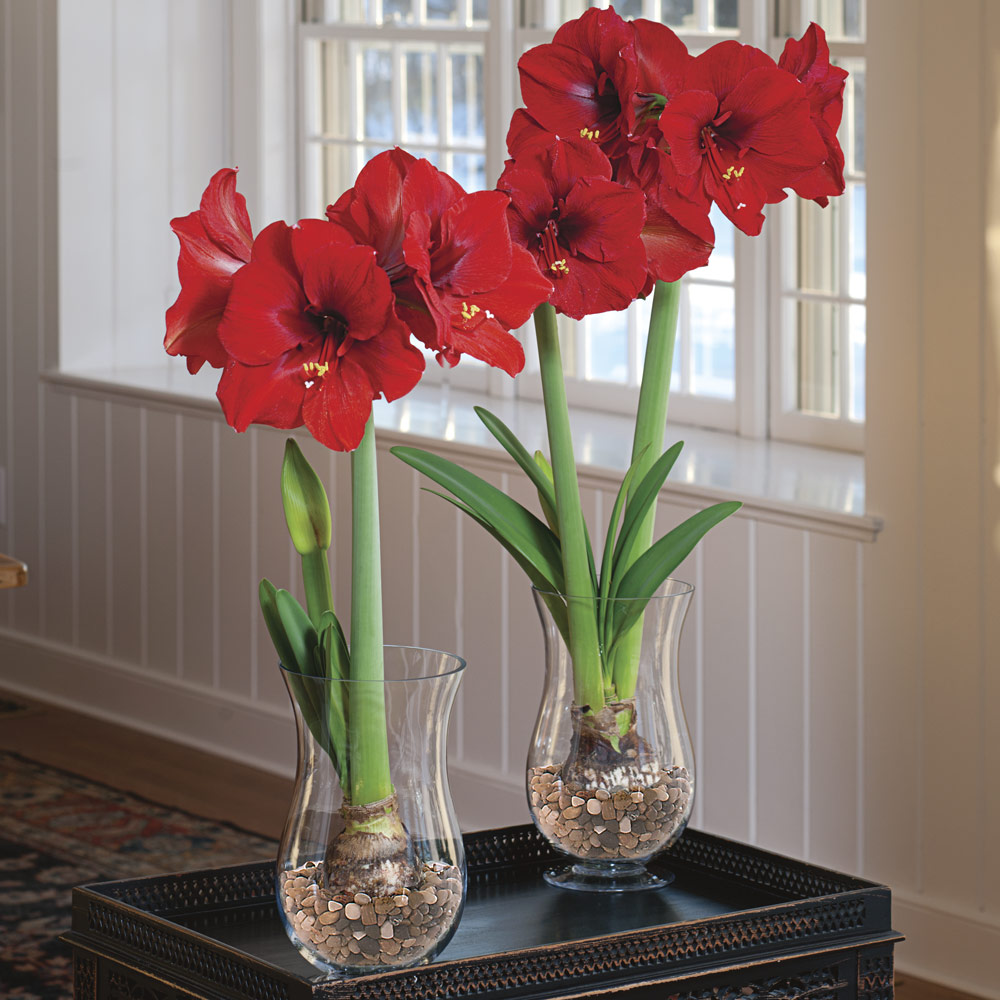 Amaryllis 'Ferrari'