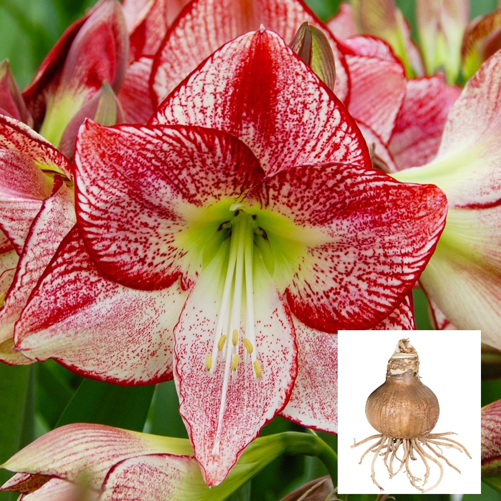 Amaryllis 'Flamenco Queen'