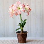  Amaryllis 'Giant Amadeus,' one bulb in woven basket