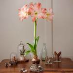  Amaryllis 'Giant Amadeus,' one bulb with Dutch hurricane vase kit