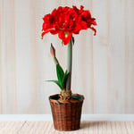  Amaryllis 'Happy Nymph,' one bulb in woven basket