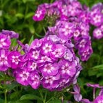 Spring Shipped Perennials