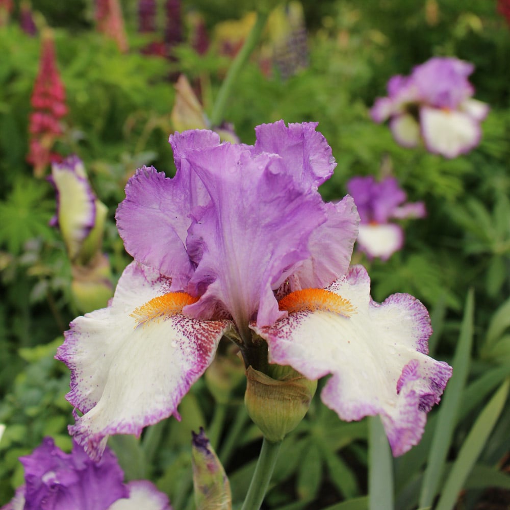 Iris germanica 'Swept Off My Feet' - Reblooming