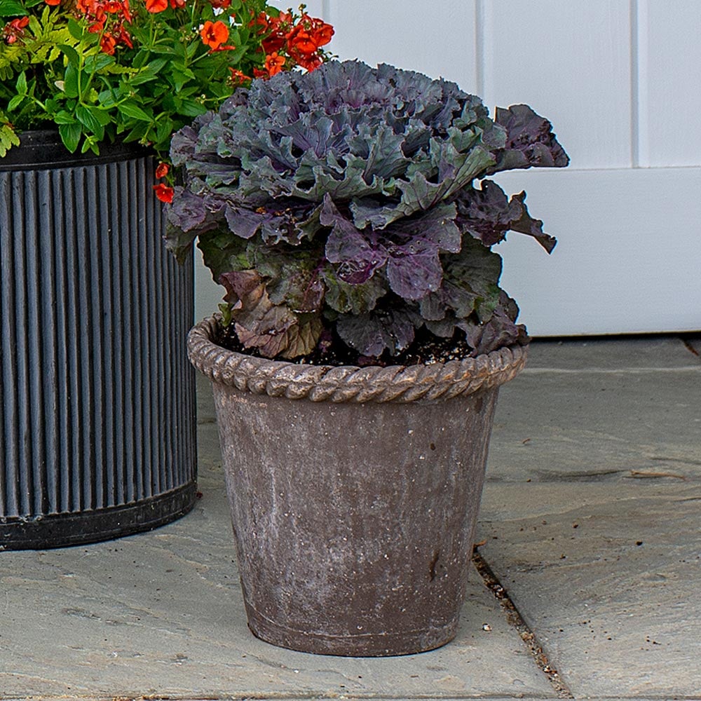 Ornamental Cabbage Osaka Red in Roped Roman Pot and Saucer