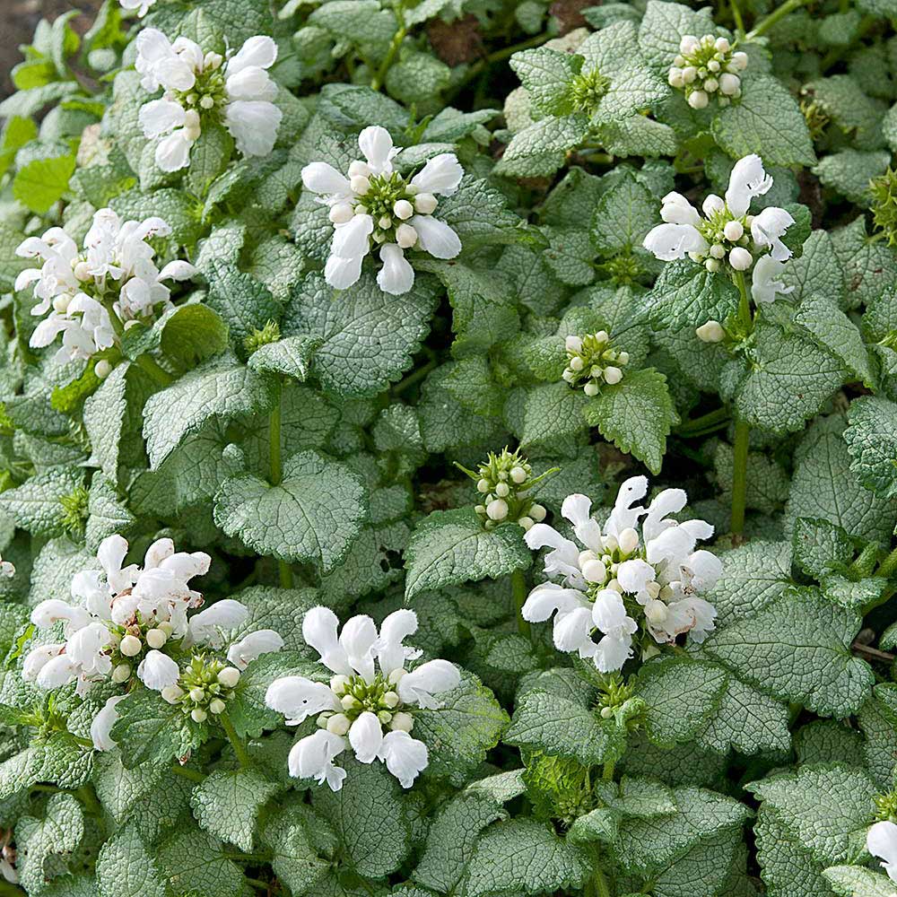 Lamium maculatum 'White Nancy'