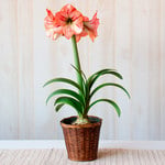  Amaryllis 'Provence,' one bulb in woven basket