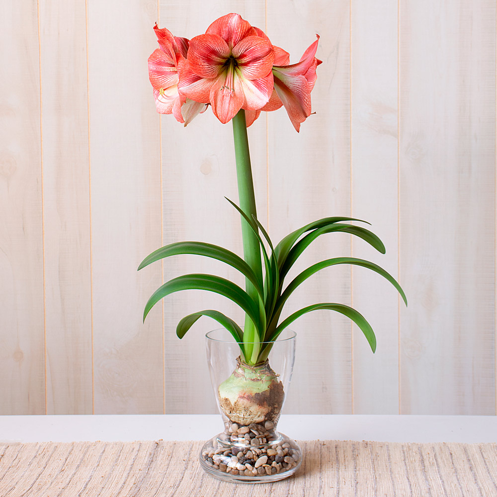 Amaryllis 'Provence'