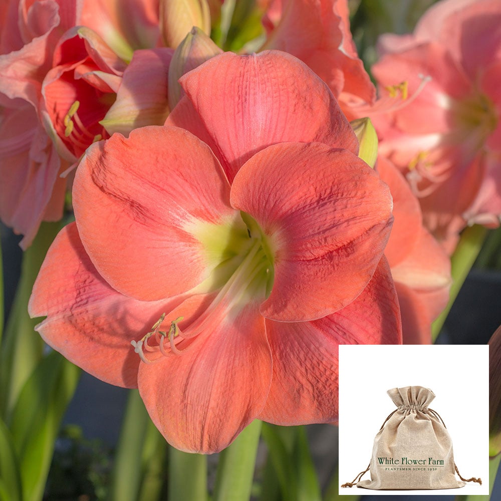 Amaryllis 'Rosalie,' one bulb in linen bag
