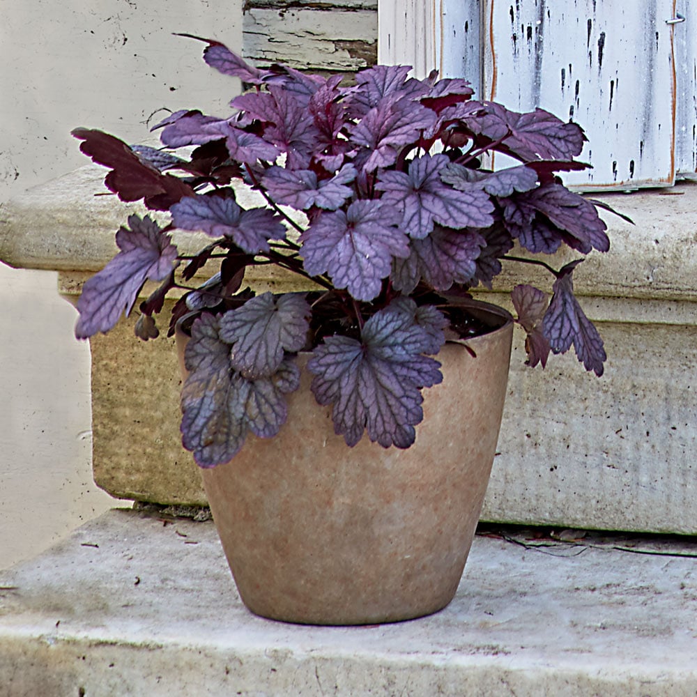 Heuchera 'Shanghai' in resin pot