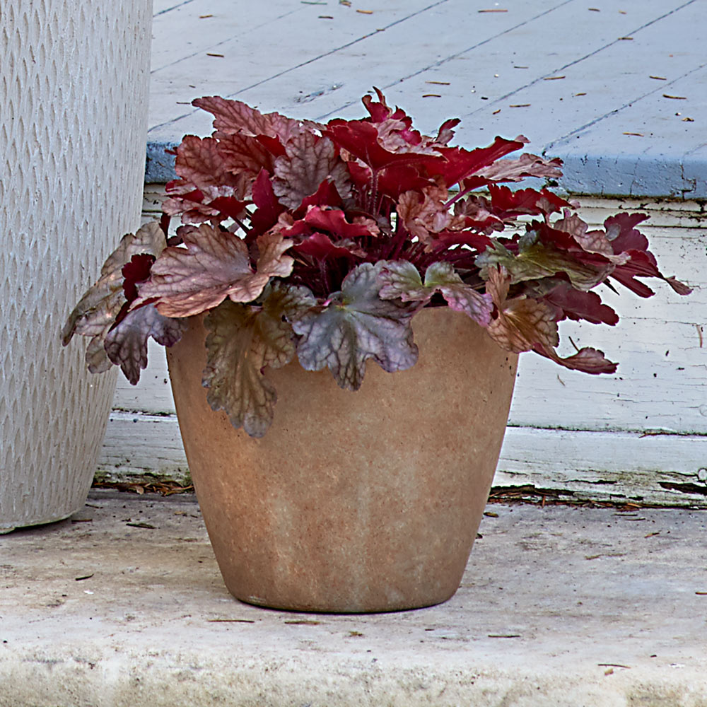 Heuchera 'Peach Flambe' in resin pot