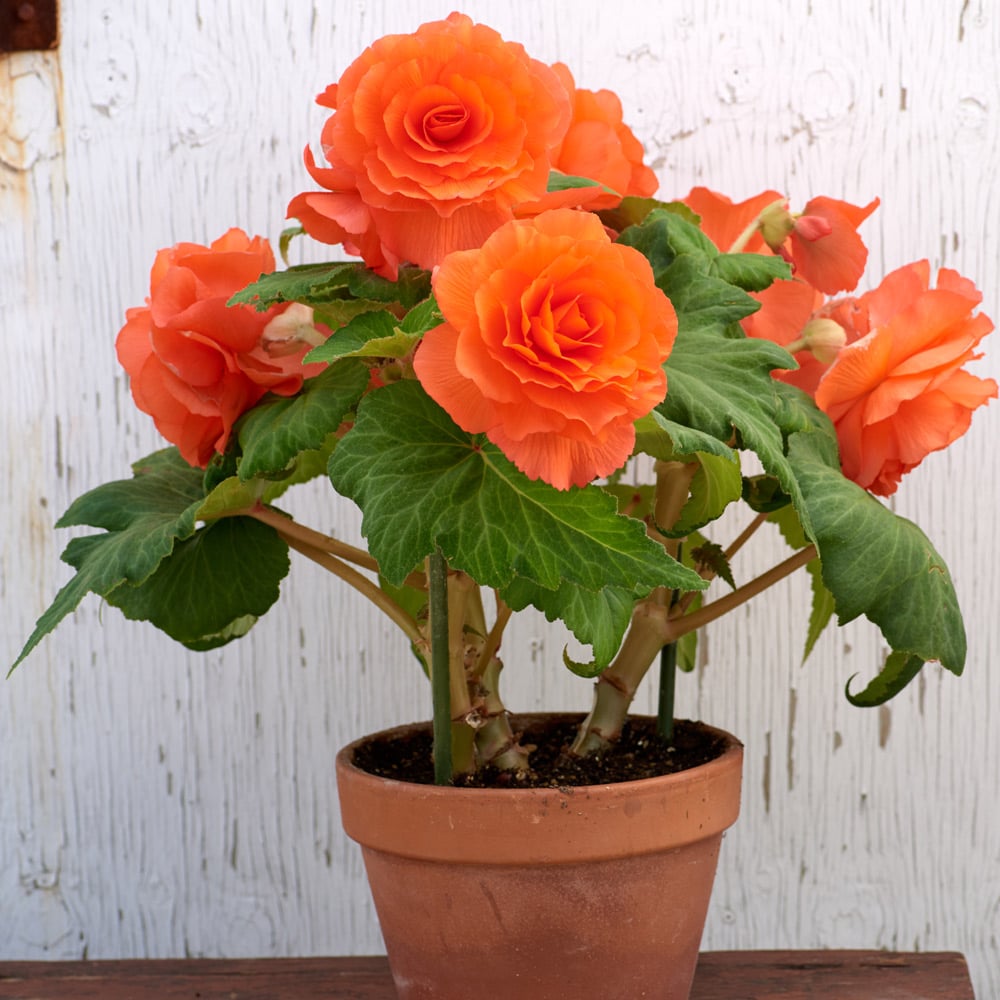 Begonia 'Tequila Sunrise' Blackmore & Langdon