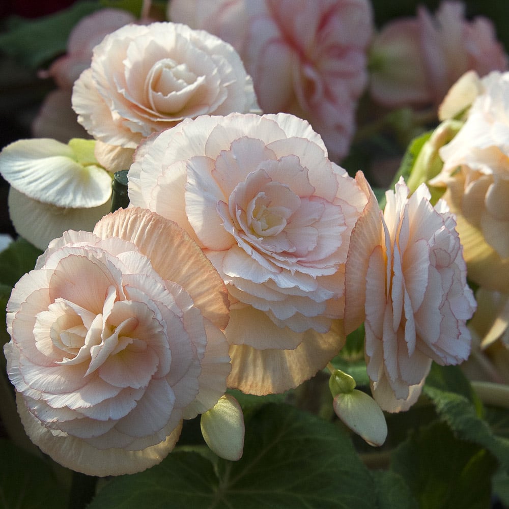 Begonia 'Jane Nicholson' Blackmore & Langdon