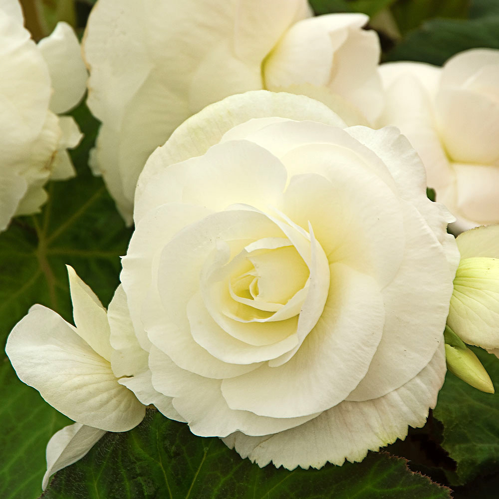 Begonia 'Lancelot' Blackmore & Langdon