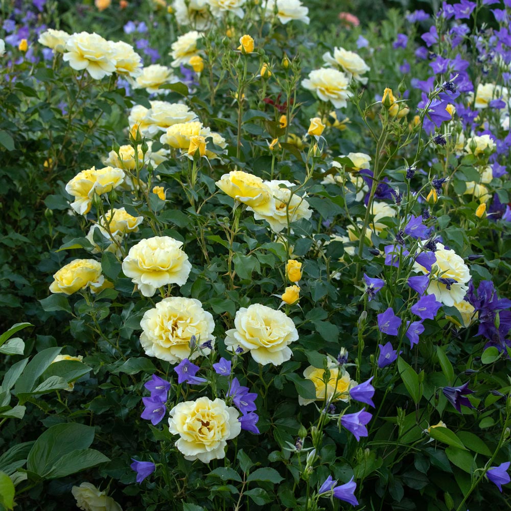 Rose Easy Elegance® Yellow Submarine | White Flower Farm, image size:1000x1000