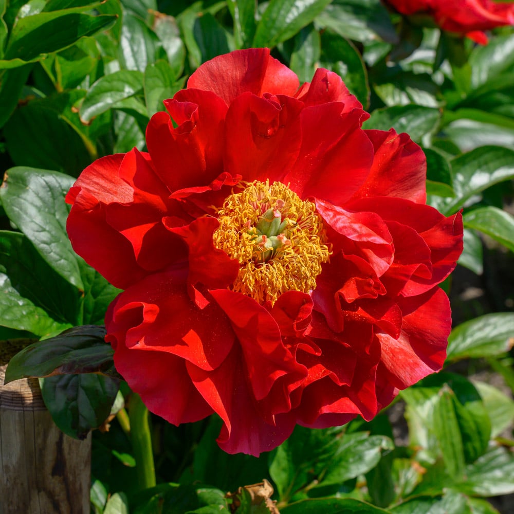 Peony 'Mackinac Grand'