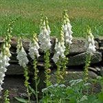  Digitalis purpurea 'Alba'