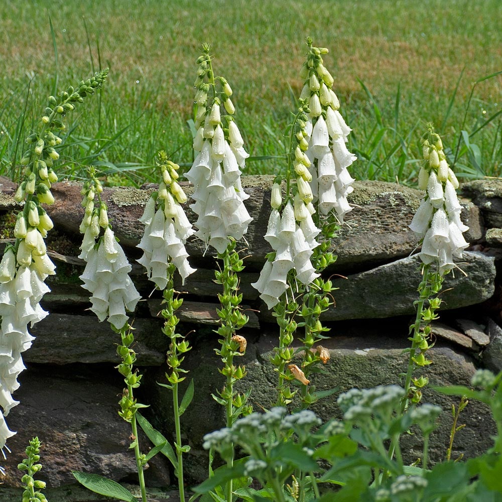 Digitalis purpurea 'Alba'