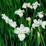  Iris sibirica 'Gull's Wing'