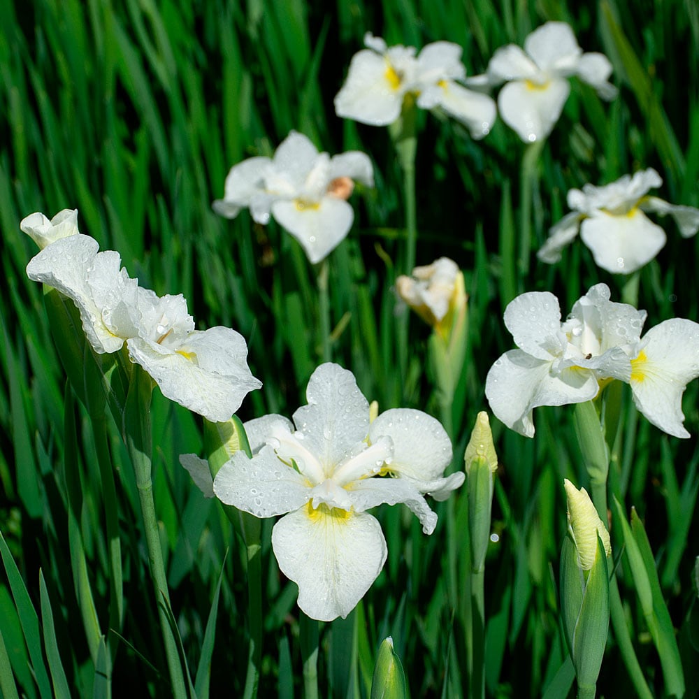 Iris sibirica 'Gull's Wing'