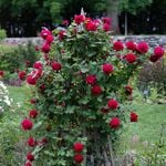  Rose Tess of the d'Urbervilles®