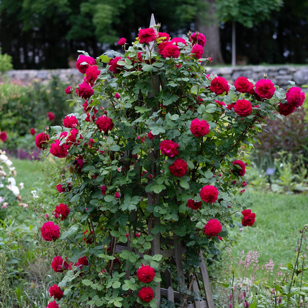 Rose Tess of the d'Urbervilles®