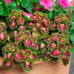  Coleus Lava™ Rose