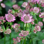  Astrantia major 'Star of Beauty'