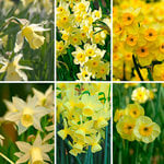  Award-Winning Miniature Daffodils