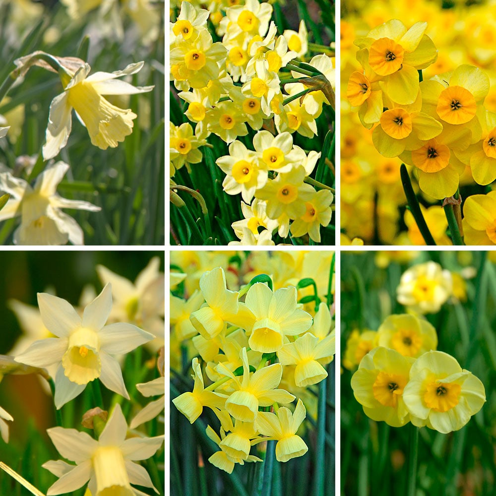 Award-Winning Miniature Daffodils