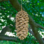  Giant Seed Pine Cone