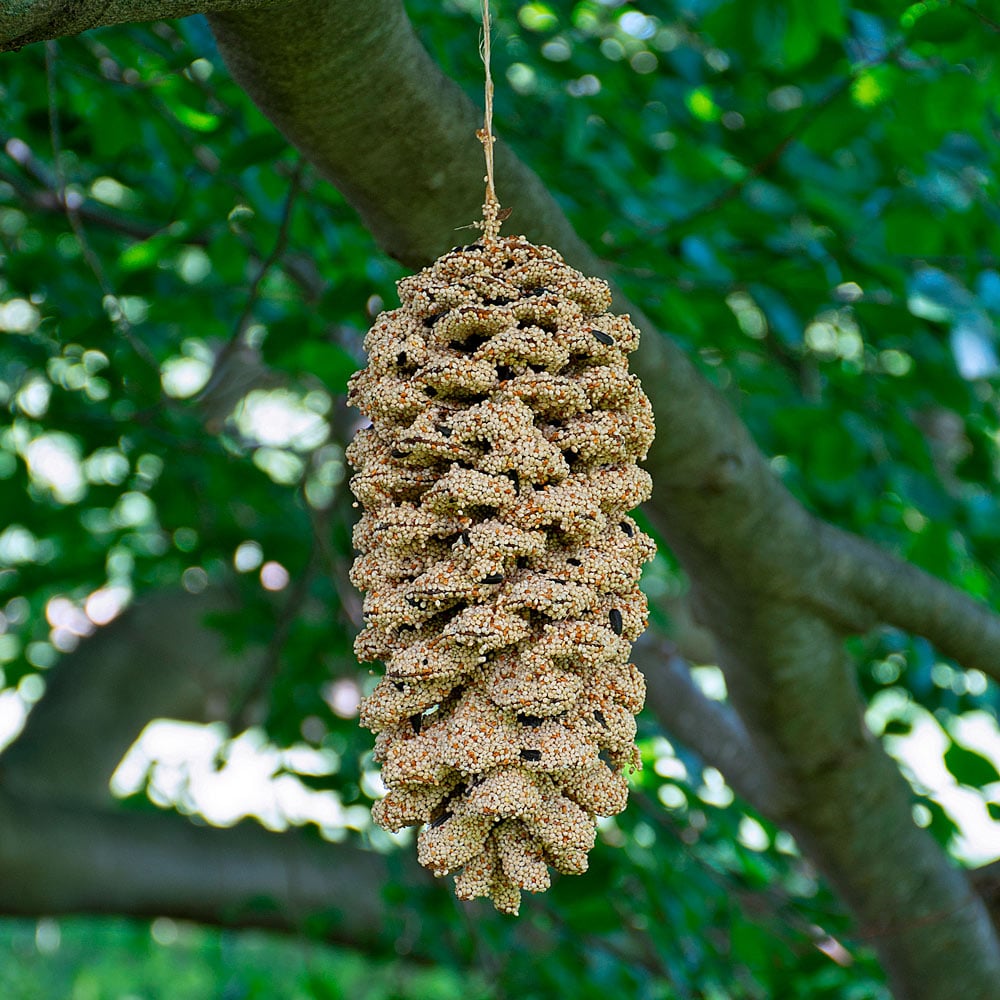 Giant Seed Pine Cone