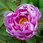  Paeonia suffruticosa 'Kamata Fuji' - Tree Peony