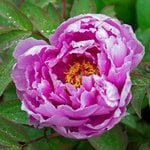  Paeonia suffruticosa 'Kamata Fuji' - Tree Peony